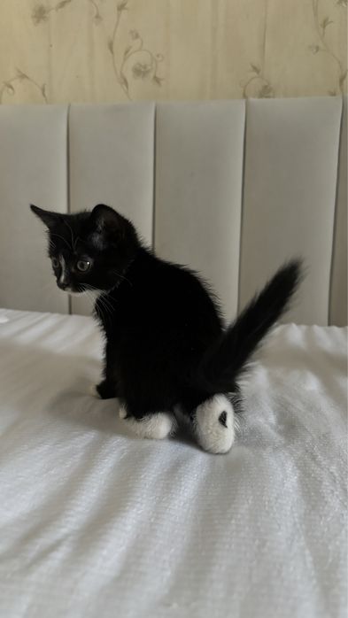 Котята 1,5 месяцев