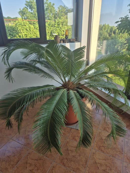 Cycas Revoluta (Palmier Sago), plantă exotică + ghiveci inclus