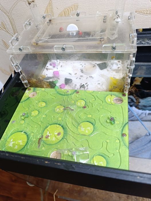 Муавьинная ферма, формикарий с муравьями