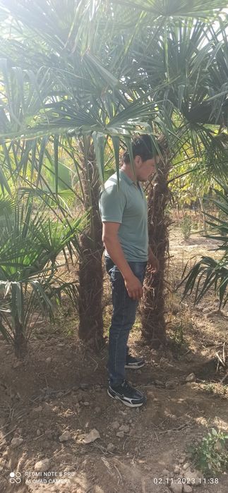 Палма трахкорпус сотилади