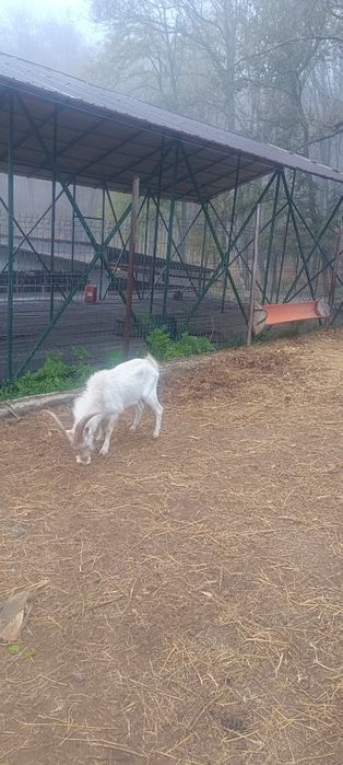 Țap sannen pentru monta