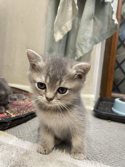 ПОРОДИСТЫЕ КОТЯТА 1 МЕС. скоттиш-фолд скоттиш-страйт, хайленд-страйт