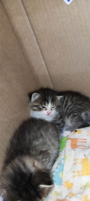 Отдам котят в добрые руки