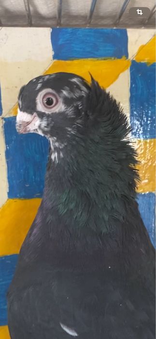 Выводы 2025г по старопородным