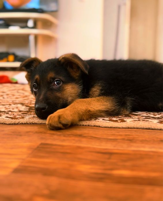 Щенки Немецкой овчарки