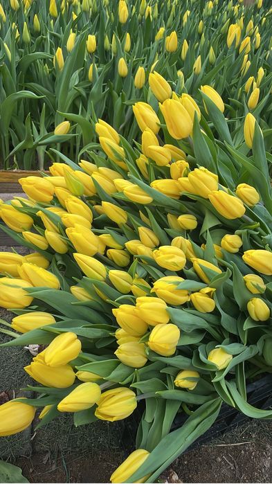 Тюльпаны Тюльпаны Букеты