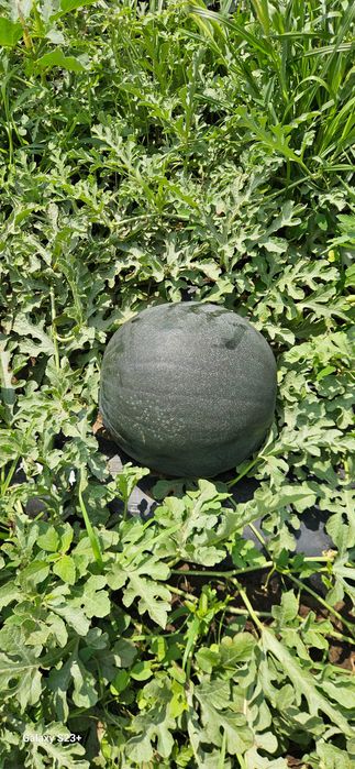 Legume fructe  .