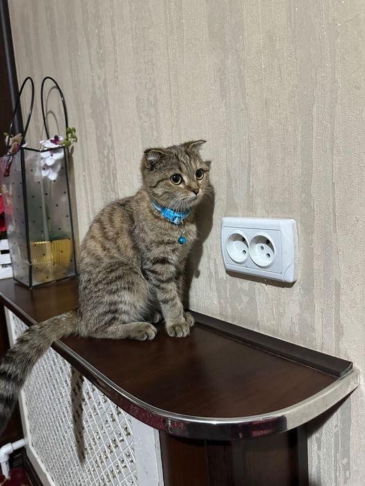 Zotli mushuk sotiladi 8 oyli bolasi