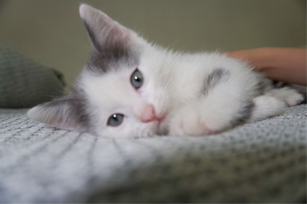 котенок ищет дом