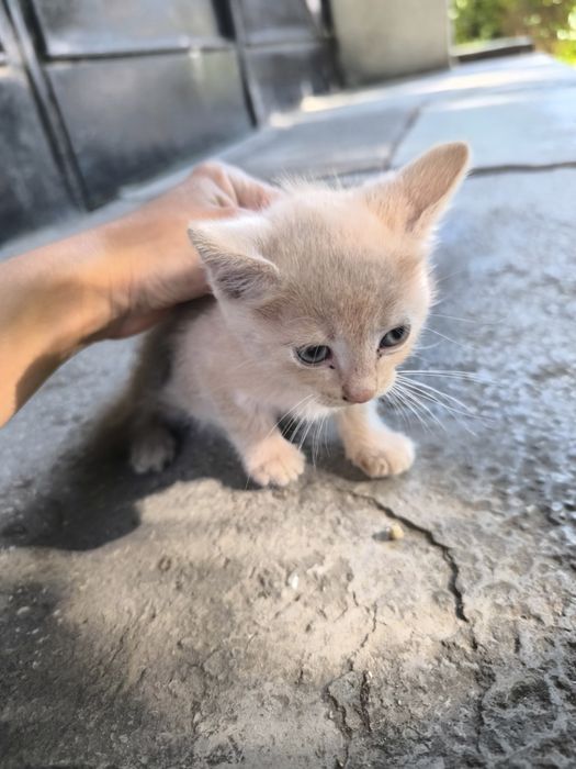 Подарявам котенце