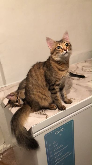Бесплатно котята