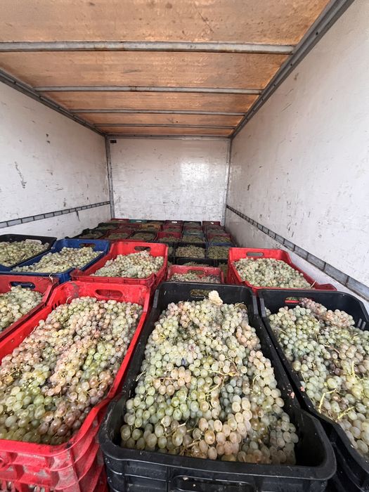 Struguri pentru vin