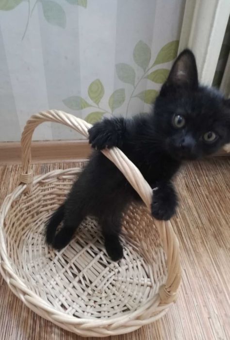 Отдам котят в доброе руки