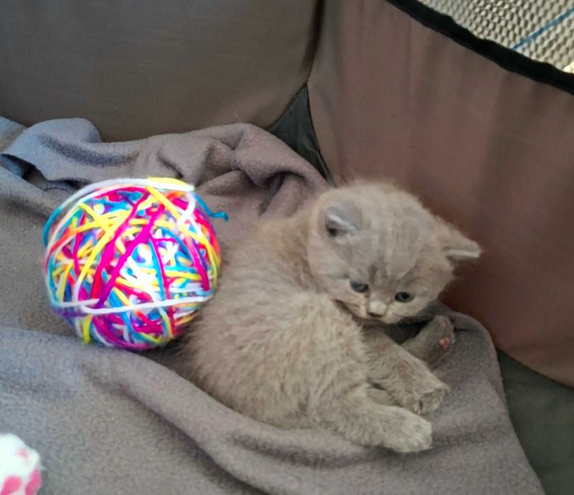 Британски късокосмести