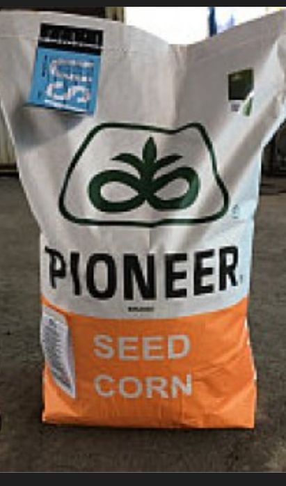 Жүгорі дән сорт ПИОНЕР