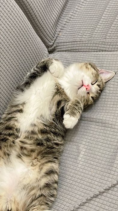 Отдам в добрые руки котенка