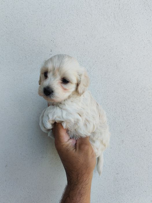 Fetița bichon maltez mini toy