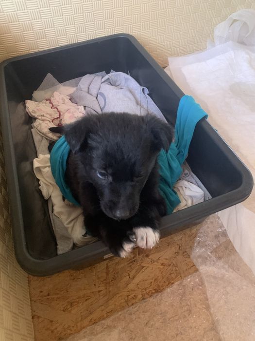 Отдам щенка подкидыша