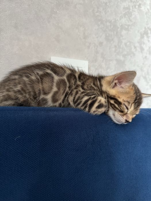 Продам котенка 5 месяцев