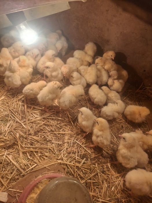 Цыплята Бройлер балапан