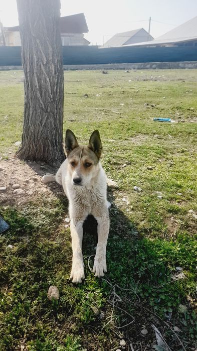 Ассалаумағалайкум ит сатам