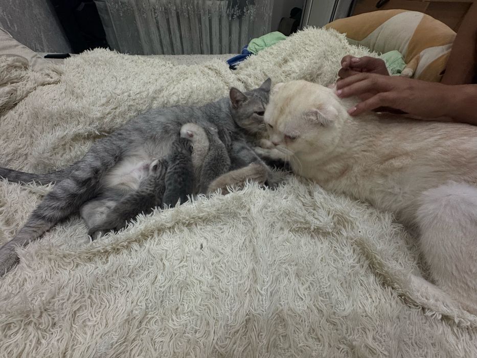 Бронь котят шотландских