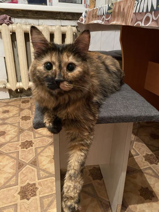 Отдам кошку в хорошие