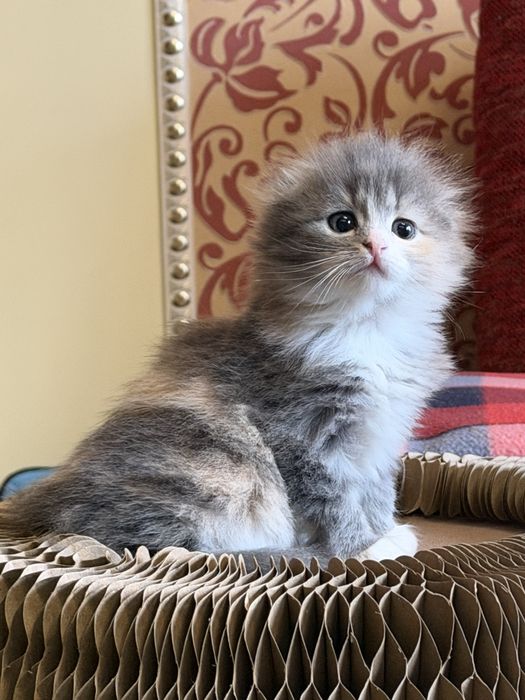 Шотландские вислоухие котята