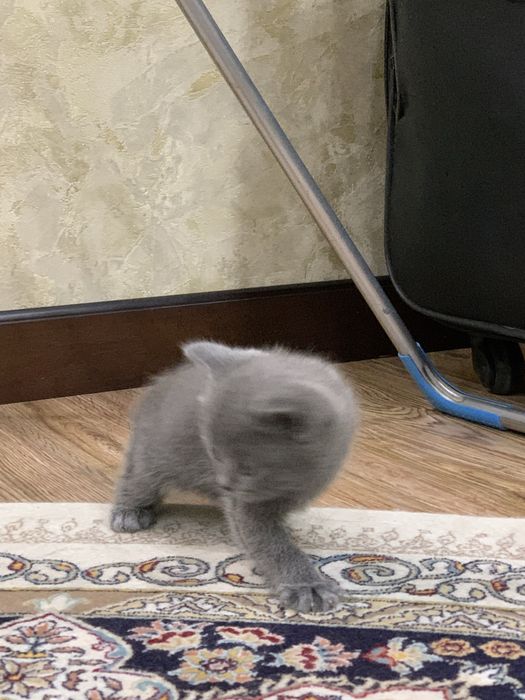 Продается котенок 1,5 месяца порода шатланская веслаухая