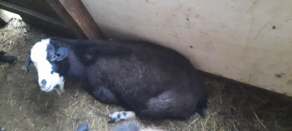 Ешкілер  сатылады