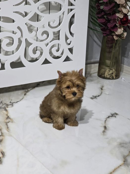 York shire terrier gold
Varsta 4 luni , vaccinat si deparazitat confor