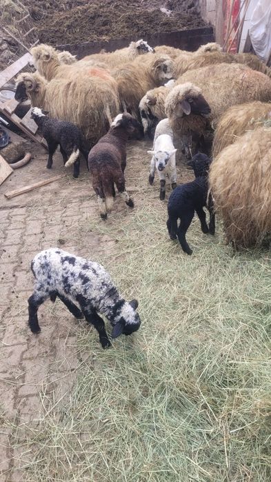 Vând oii tinere mai multe detalii la telfon