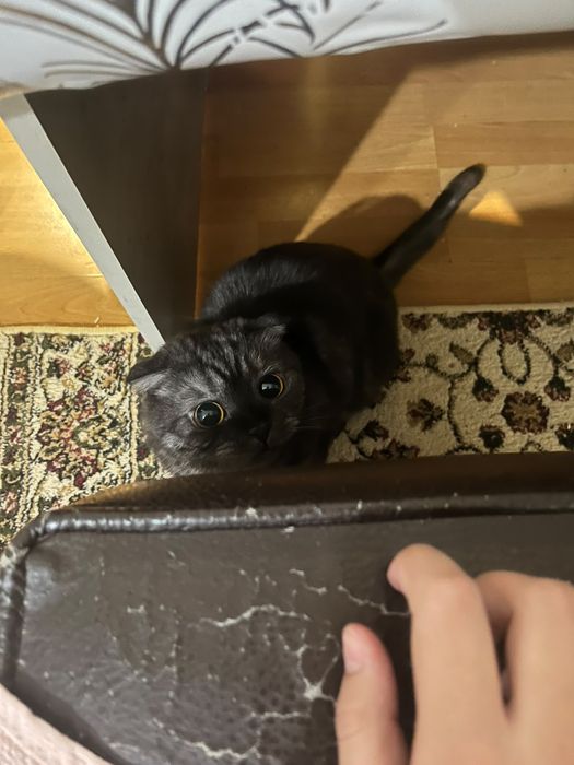 Шотландская кошка