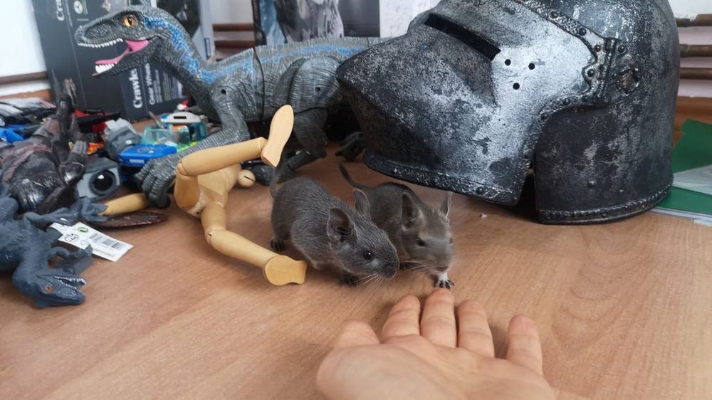 Donez pui veverite Degu