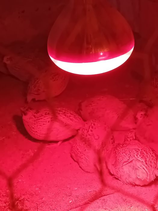 Oua prepelitejumbo gold