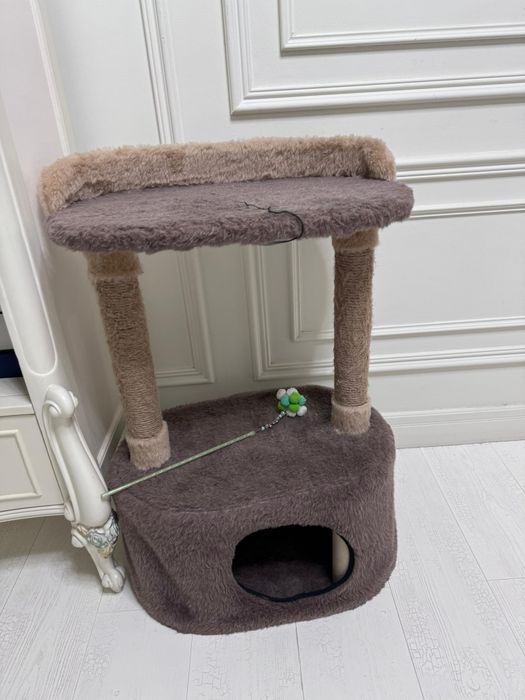 Британский котик