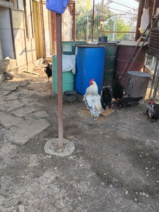 Vind 2 cocoși austrolop virată 1 an