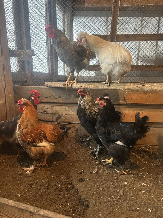 Продаются петухи молодые