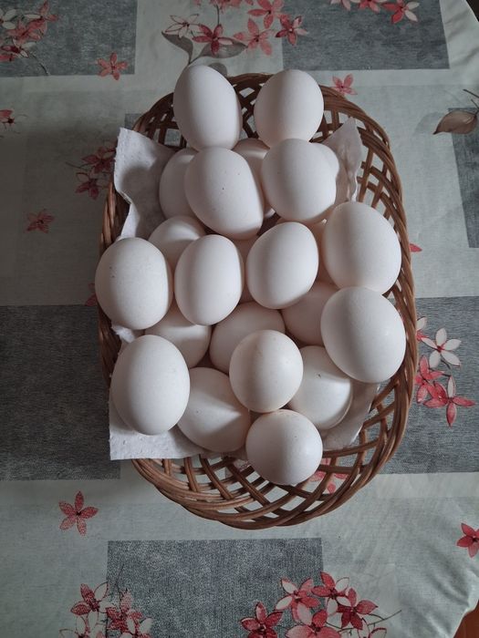Продам яйцо куриное домашнее.