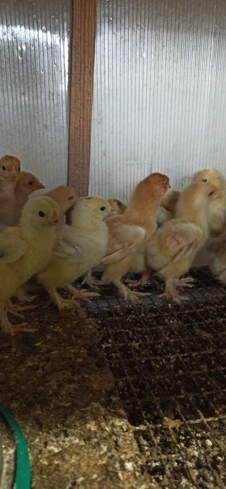 Цыплята домашние
