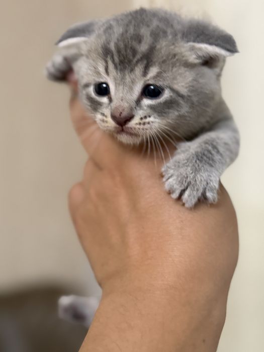 Вислоухие котята