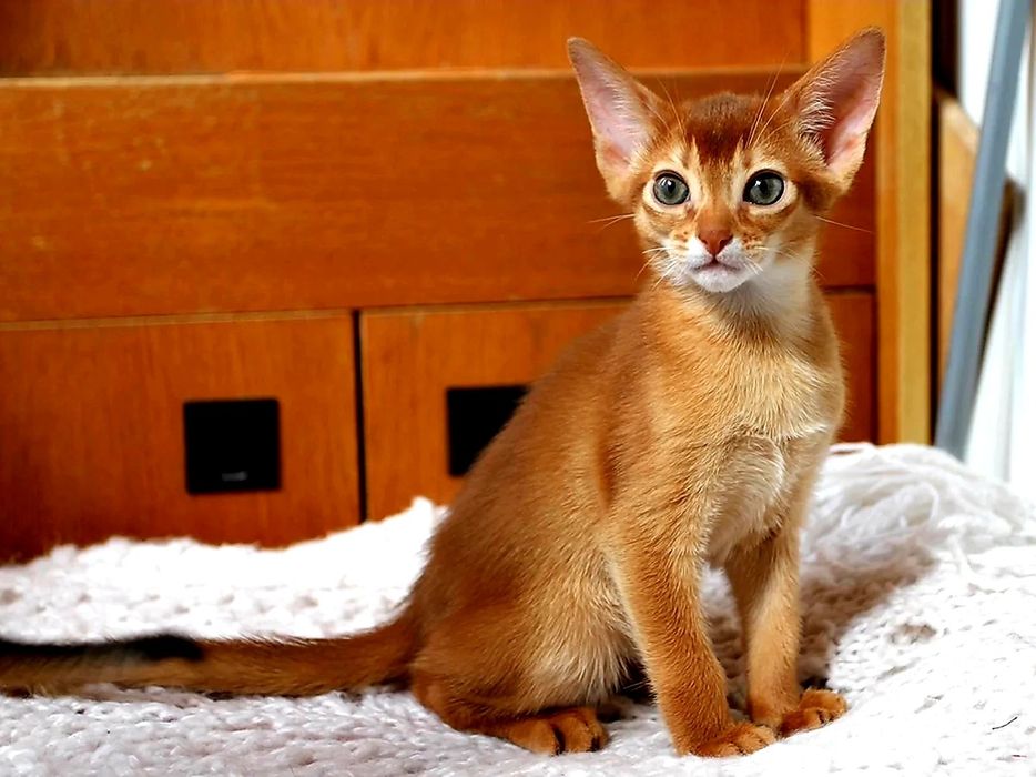 Абиссинские- СОЛНЕЧНЫЕ детки