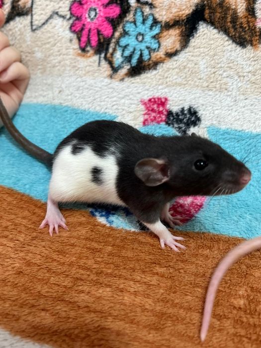 Крысы малыши (крысята,крыса)