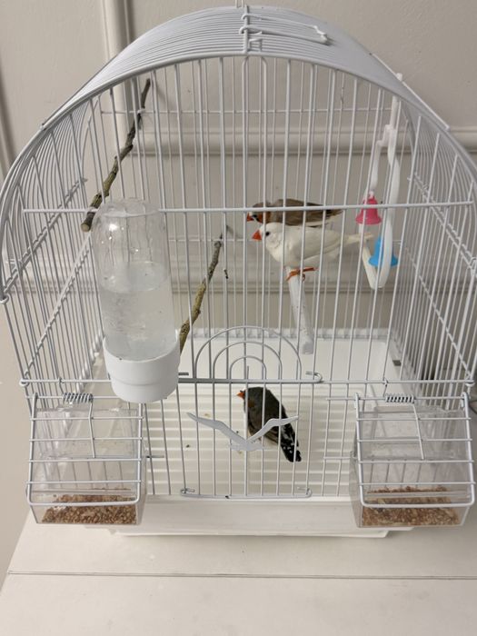 Продам амадинов с клеткой.