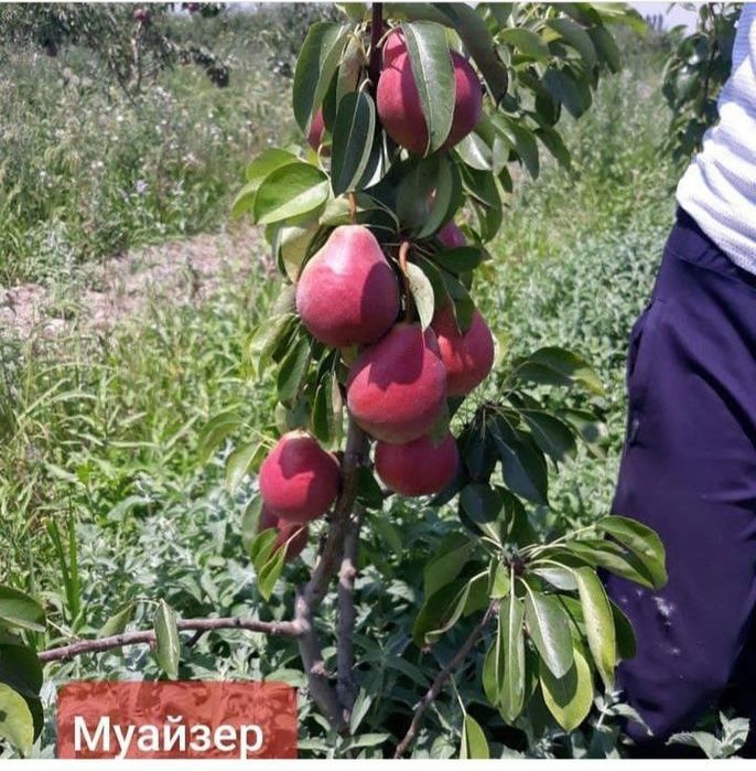 Mevali Manzarali daraxtlar