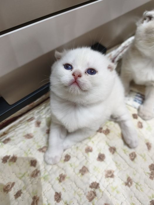 Шотландский фолд