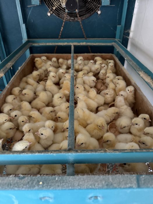 Суточные цыплята адлер