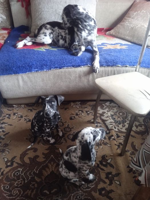 Продам долматинцев