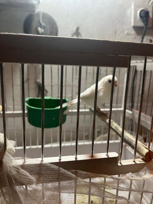 продам канарейки