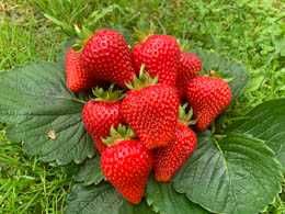 Stolonii de capsuni FRIGO pot fi plantati pana in luna august!